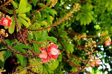 菩提觀音蓮|菩提觀音蓮：花開見佛的心靈之花 – 植物盆栽綠寶典